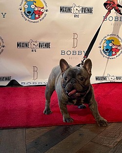 McSteamy on the Red Carpet for Maxine's Honky Tonk show 12/4/21 at The Bobby Hotel Nashville. Benefitting the Nashville Humane Society