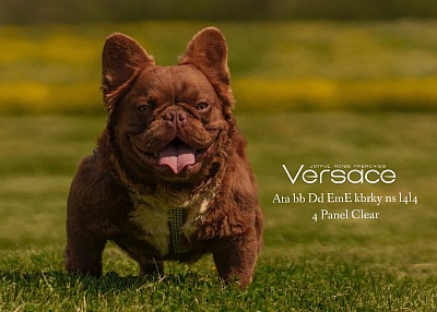 Versace - Rojo Trindle Visual Fluffy - Stud fee $8000 with $1000 to lock in