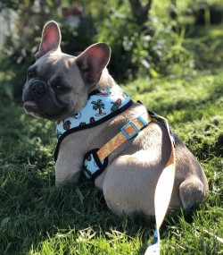 Pikachu - Georgie & Hollywood - Blue fawn male retained for program