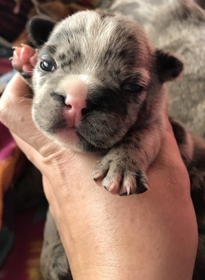 Oliver - Blue Merle Frenchie 