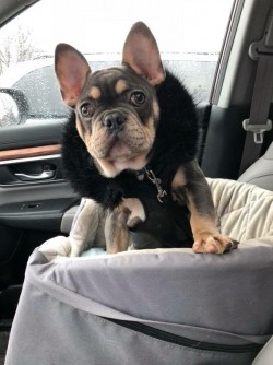 Chance wearing his custom couture to the vet for shots. 