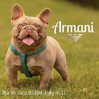 Armani - Stud fee $4500 with $500 lock in