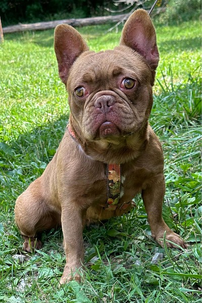 Dallas - Rojo brindle fluffy carrier