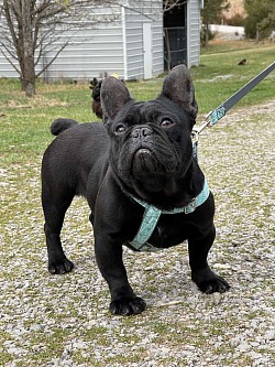 AVAILABLE - Tallulah - Solid Black Female 3 yrs old. Great with kids and other pets - $1000