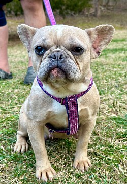 RESERVED - Enya, 3 yr old lilac fawn merle female. great with kids and other dogs. $1200
