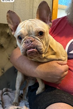 AVAILABLE - Coco  - Isabella Female 2.5 yo Great with kids and other dogs - $1000