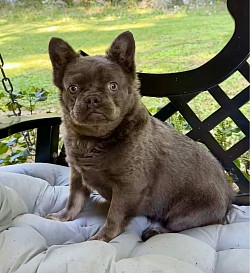 PENDING - Emmalyn - Blue Fluffy Female born 5/24/24 $1200 great with kids and other dogs