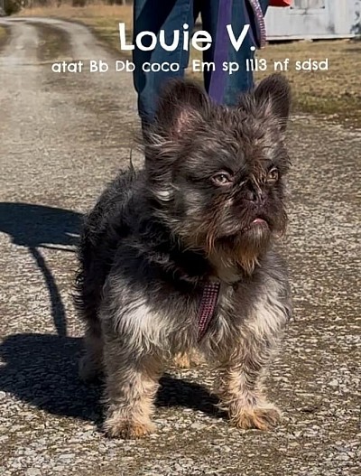 Louie V. - Coco & Tan Visual Fluffy Teddy Bear Coat carrying rojo, blue, pied, no brindle