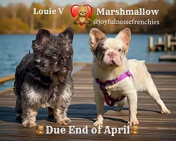 Marshmallow & Louie - Due end of April