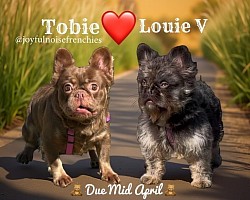 Tobie & Louie - Born 4/16/25 3 girls, 1 boy
