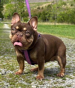 AVAILABLE - Gigi - Rojo & Tan Female 3yo Great with kids and other male dogs - $1300