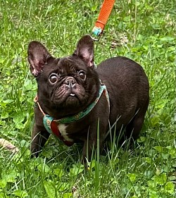 AVAILABLE - Kona - Chocolate Female 2.5 yrs old. Great with kids and other pets - $1300