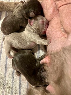 Beignet & Louie born 7/5/25 - 3 females all fluffy, possible Teddy Bear coats which are non shedding and hypoallergenic will start at $3500 pet price