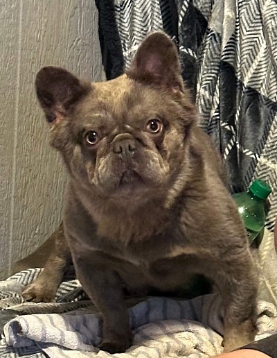 Beignet - Lilac & Tan trindle Visual Fluffy carrying rojo