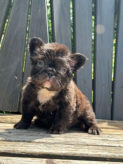 RESERVED -   “Liberty”- Chocolate Fluffy Female from Beignet & Louie born 7/4/25- $4000 pet price