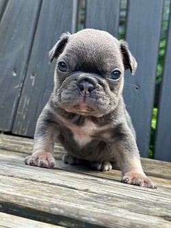 AVAILABLE-   “Sparkle”- Blue & tan Female from Brenda & Spotify born 7/9/25- $3500 pet price