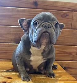 AVAILABLE - Polly - 4 yr old lilac fawn female. Great with kids and other pets. $1200