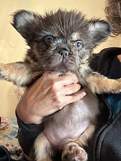 AVAILABLE- “Freedom” - Chocolate & Tan Fluffy Female from Beignet & Louie born 7/4/25- $3500 pet price