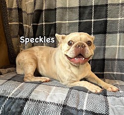 AVAILABLE - Speckles - 2yr old isabella Merle female. Great with kids and other pets. $1200 *Never had any litters*