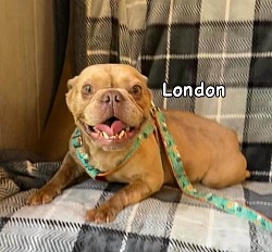 AVAILABLE - London - 3 yr old rojo female. Great with kids and other pets. $1200 *Never had any litters*