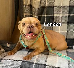AVAILABLE - London - 3 yr old rojo female. Great with kids and other pets. $1000