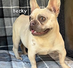AVAILABLE - Becky - 2.5 yr old merle fawn female. Great with kids and other pets. $1200 *Never had any litters*