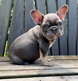 RESERVED -   “Sparkles”- Blue & tan Female from Brenda & Spotify born 7/9/25- $3000 pet price