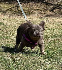 RESERVED - Emma - 2.5 yr old blue fluffy female - does good with other dogs and older children. $800 Already spayed and ready to go