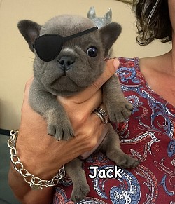 RESERVED - “Jack Sparrow” - Blue & Tan Male from Beasley & Spotify born 8/11/25- $1500 pet price- He has a cosmetic flaw with his eye, which will addressed before he leaves. He is perfectly healthy otherwis