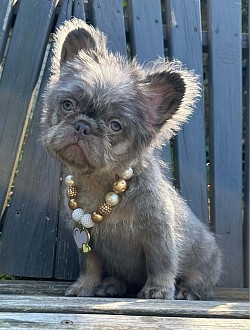 RESERVED - “Justice” - Lilac & Tan Fluffy Female from Beignet & Louie born 7/4/25- $3200 pet price