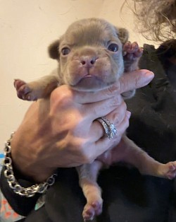 RESERVED - Born 10/23/25 Isabella & tan Male - Ready for Christmas - $3000 pet price