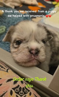 One of the many puppies we’ve helped ❤️