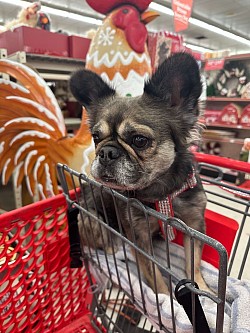 AVAILABLE - Latte - 4 yr old fawn fluffy female. Great with kids and other pets. $800 Already spayed and ready to go