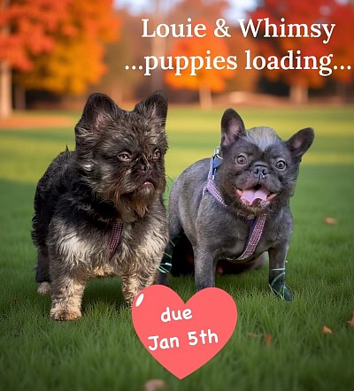 Whimsy & Louie