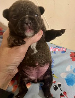 Available - Born 1/1/26 - Non-shedding Chocolate Female $3000 pet price