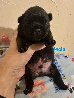 Available - Born 1/1/26 - Black Male $3000 pet price