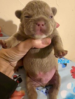 RESERVED - Born 1/1/26 - Non-shedding Isabella Male $3000 pet price