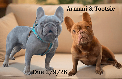Tootsie & Armani due 2/9/26