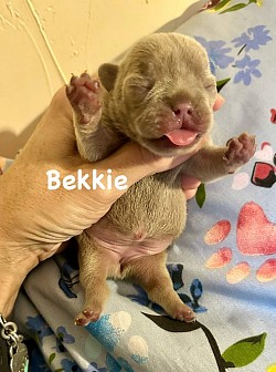 AVAILABLE - Born 2/6/26 - Tootsie & Armani - Isabella Fawn Female $3000 pet price