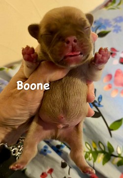 AVAILABLE - Born 2/6/26 - Tootsie & Armani - Rojo Chocolate Fawn Male $3000 pet price