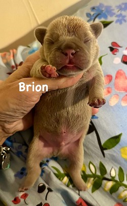 AVAILABLE - Born 2/6/26 - Tootsie & Armani - Isabella Fawn Male $3000 pet price