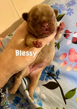 AVAILABLE - Born 2/6/26 - Tootsie & Armani - Tojo Chocolate Fawn Female $3000 pet price