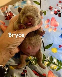 RESERVED - Born 2/6/26 - Tootsie & Armani - Isabella Male $3000 pet price