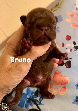 AVAILABLE - Born 2/6/26 - Tootsie & Armani - Rojo Chocolate Male $3000 pet price