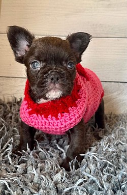Available - Born 1/1/26 - Non-shedding Chocolate Female $2750 pet price