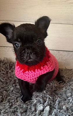 Available - Born 1/1/26 - Non-shedding Black Male $2750 pet price