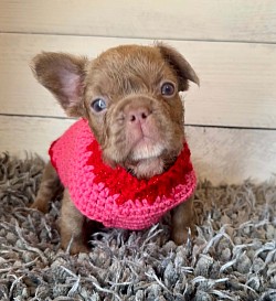 RESERVED - Born 1/1/26 - Non-shedding Isabella Male $2000 pet price