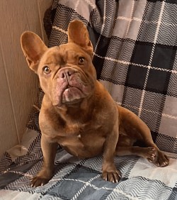 RESERVED - Tootsie - Rojo Chocolate Female 4.5 yrs old $850 Great with kids and other dogs (will be available in a month when puppies are weaned)