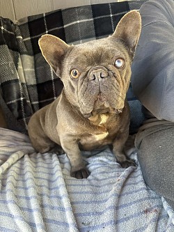 AVAILABLE - Kylee - 4 yr old Blue female. Good with other male dogs (she’s an alpha female) she was poked in the eye by another female dog, her eye is fine though, no issues with it) $850