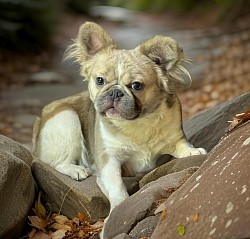 AVAILABLE - Mishka - Fawn Pied Fluffy Female 3 yrs old $700 Great with kids and other dogs